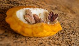 Adrien BORGNA - ADRIEN BORGNA